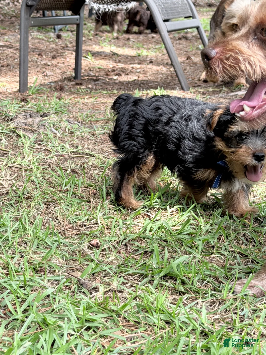 Yorkshire Terrier dogs for sale: Norman - Ad 2
