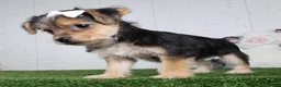 Yochon dogs for sale: Iyla - Ad 4
