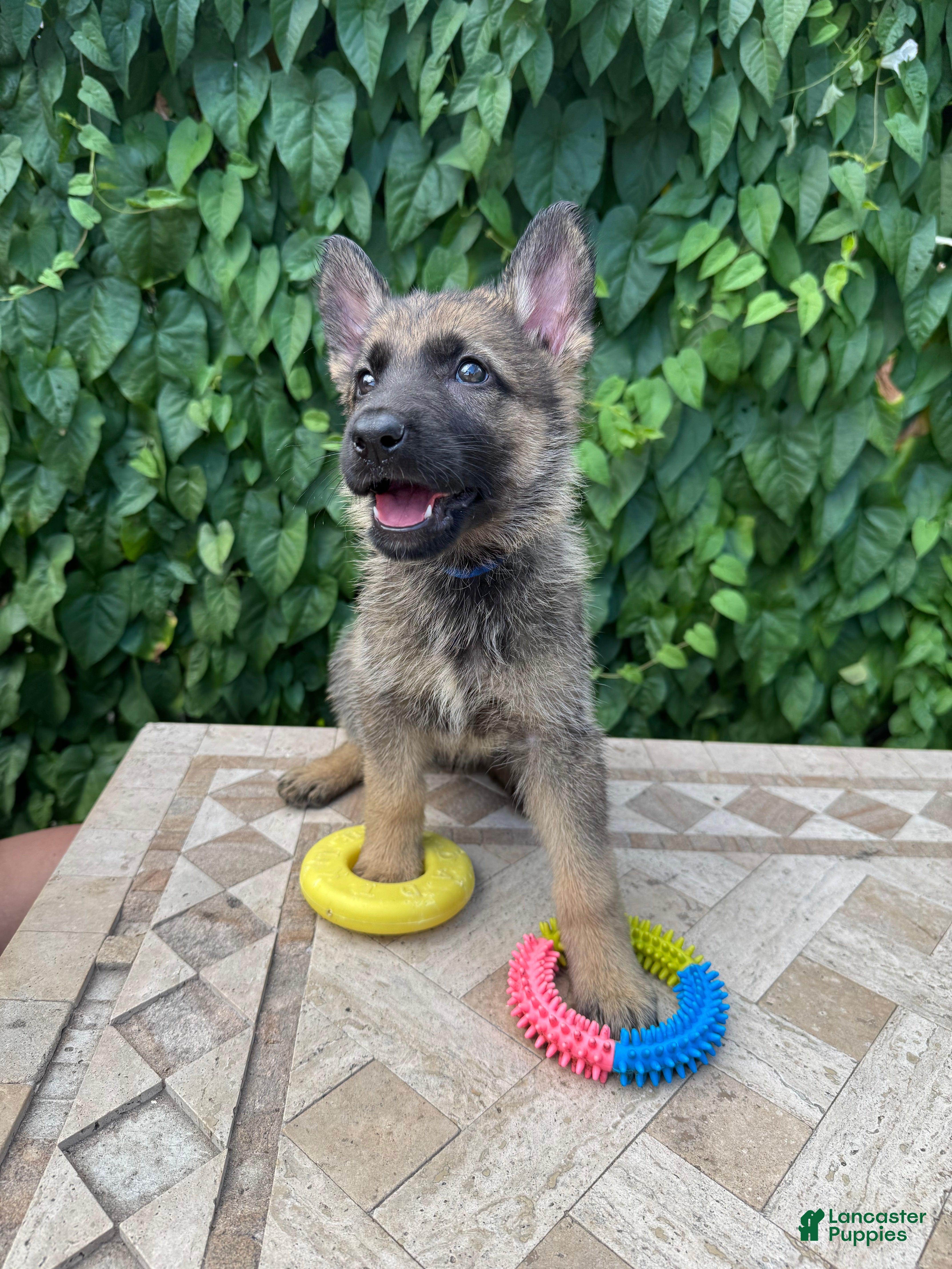 German Shepherd dogs Blueberry  - Ad 2
