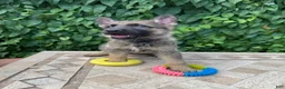 German Shepherd dogs for sale: Blueberry  - Ad 2