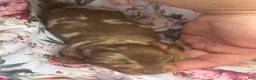 Miniature Dachshund dogs for sale: Pearl - Ad 19