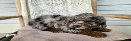 Mini Bernedoodle dogs for sale: Leasha - Ad 14