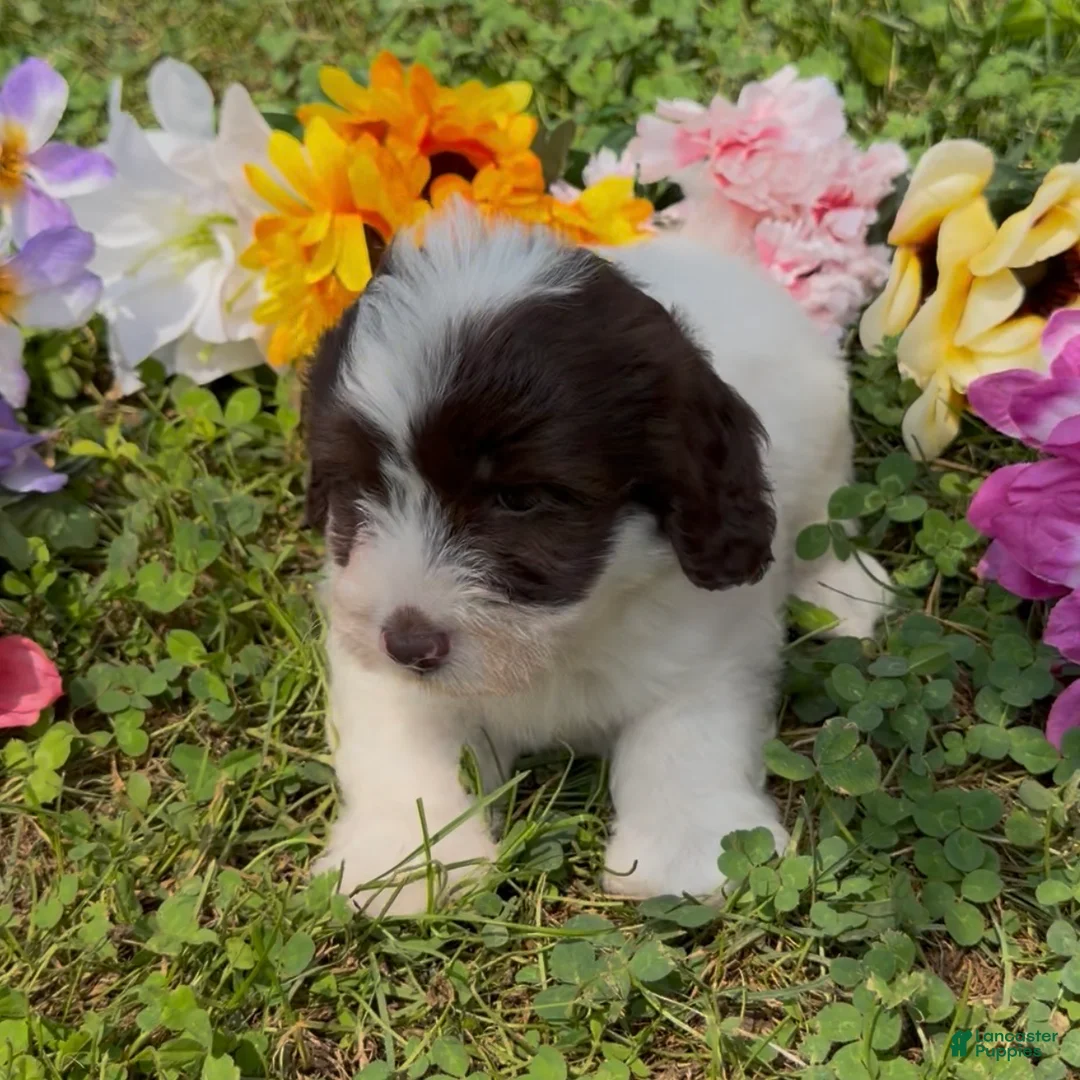 Mini Goldendoodle dogs for sale: Clove - Ad 6