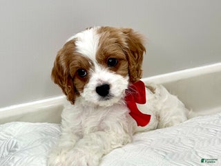 Cavapoo dogs - Ad 31
