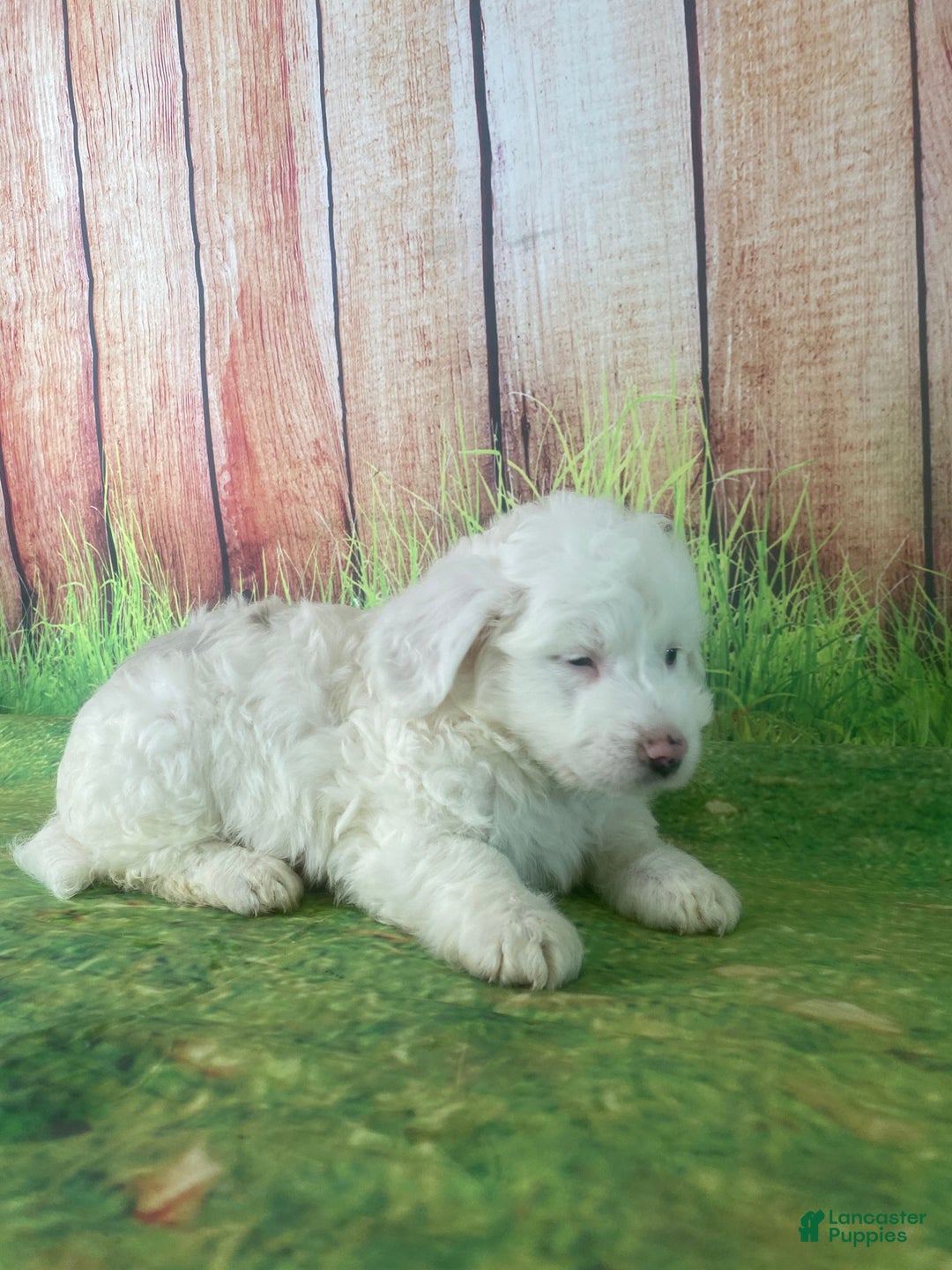 Mini Aussiedoodle dogs for sale: Gianna - Ad 7