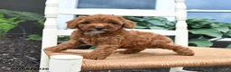 Toy Poodle dogs for sale: Nala - Ad 4