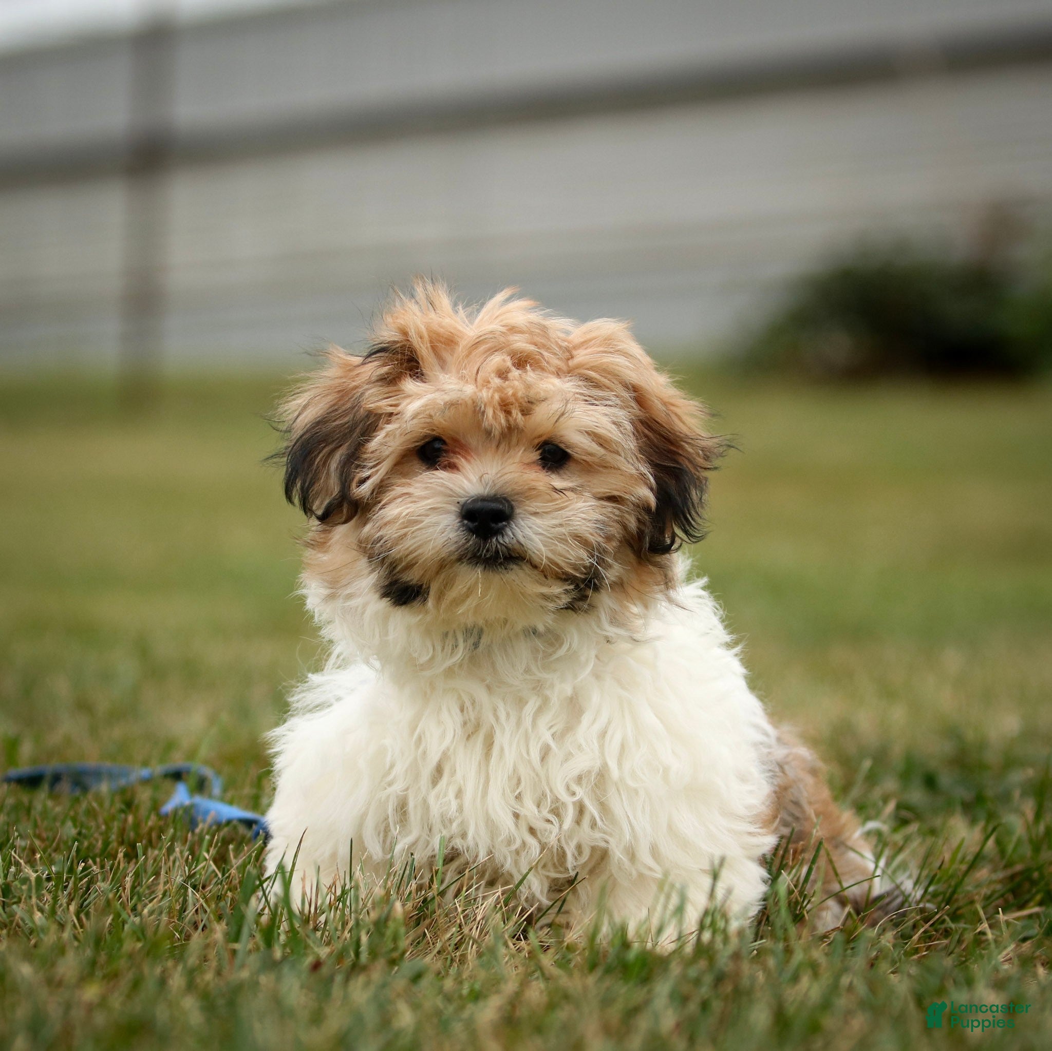 Teddy Bear dogs Cindy Teddy Bear fully leash trained & crate training in progress - Ad 1