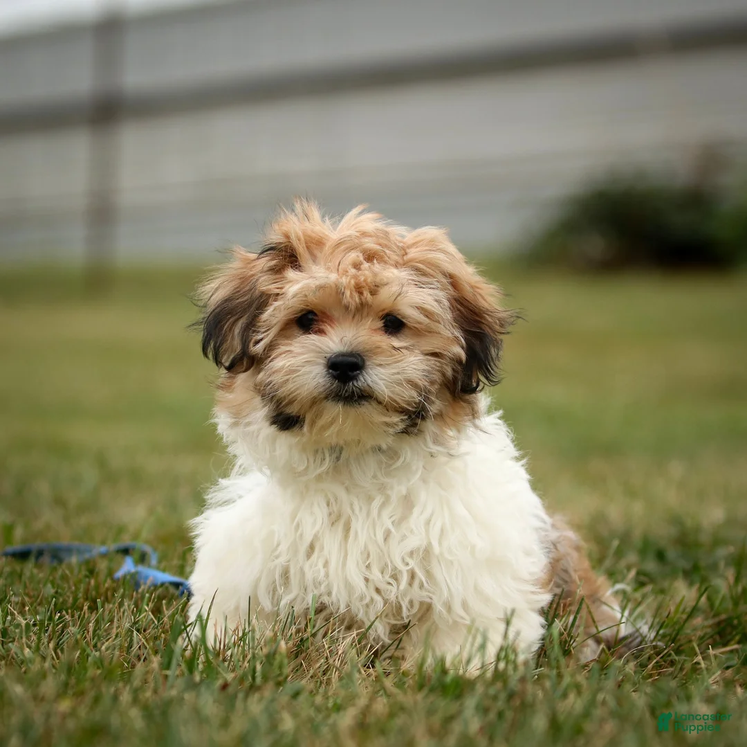 Teddy Bear dogs for sale: Cindy Teddy Bear fully leash trained & crate training in progress - Ad 1