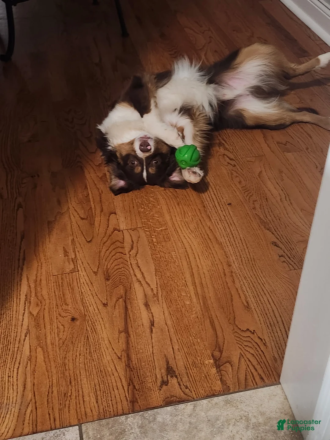 Miniature Australian Shepherd dogs for sale: Miniature Australian Shepherd 1 - Ad 2