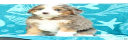 Mini Bernedoodle dogs for sale: Turbo - Ad 7