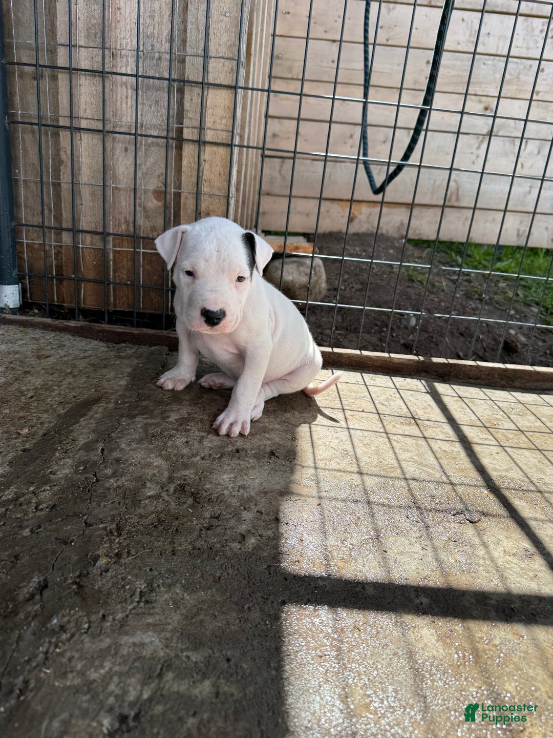 Dogo Argentino dogs for sale: Puppy M3 - Ad 42