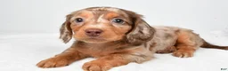 Miniature Dachshund dogs for sale: Mitchell - Ad 3
