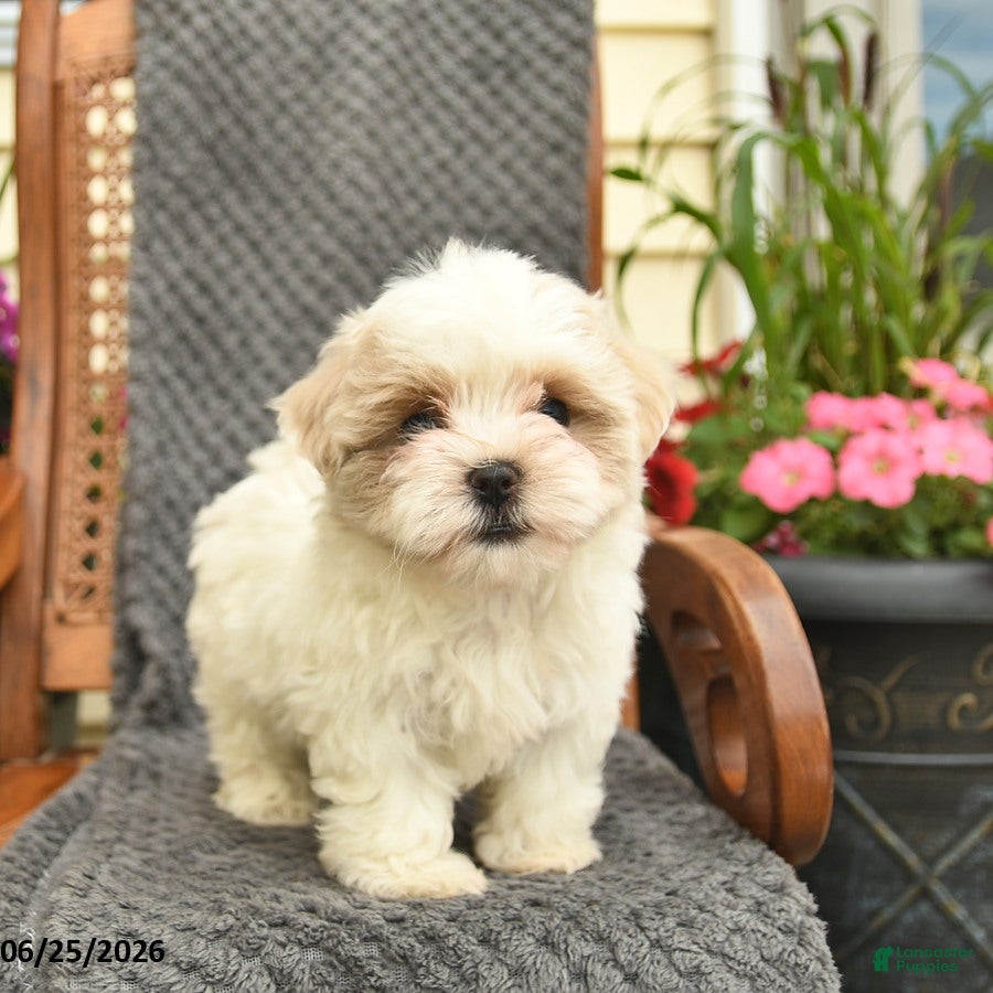 Maltipoo dogs Melody  - Ad 1