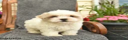 Maltipoo dogs for sale: Melody  - Ad 1