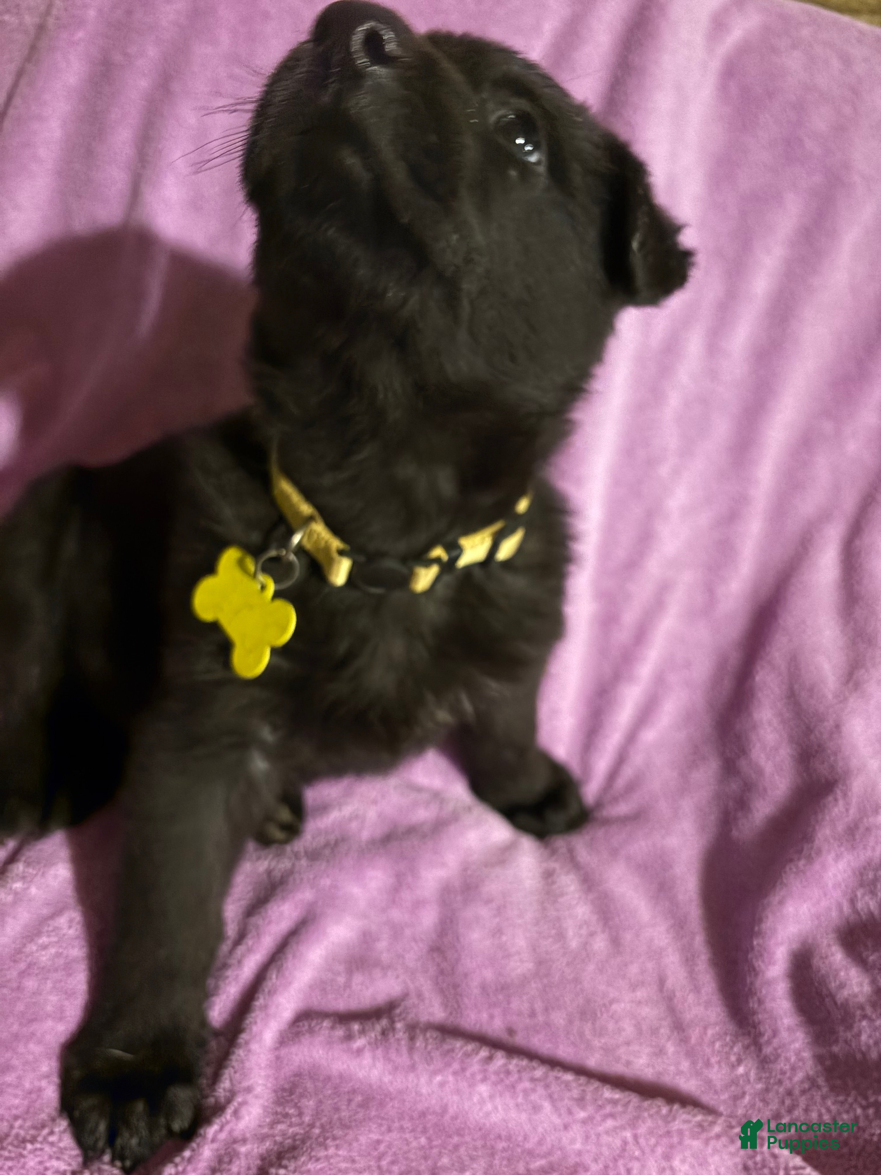 German Shepherd dogs Yellow collar - Ad 12