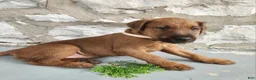 Irish Terrier dogs for sale: Rex - Ad 3