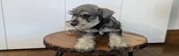 Miniature Schnauzer dogs for sale: Cookie - Ad 7