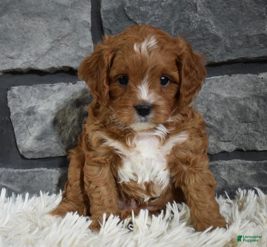 Cavapoo dogs for sale: Peanut  - Ad 5