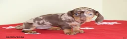 Miniature Dachshund dogs for sale: Tina - Ad 3