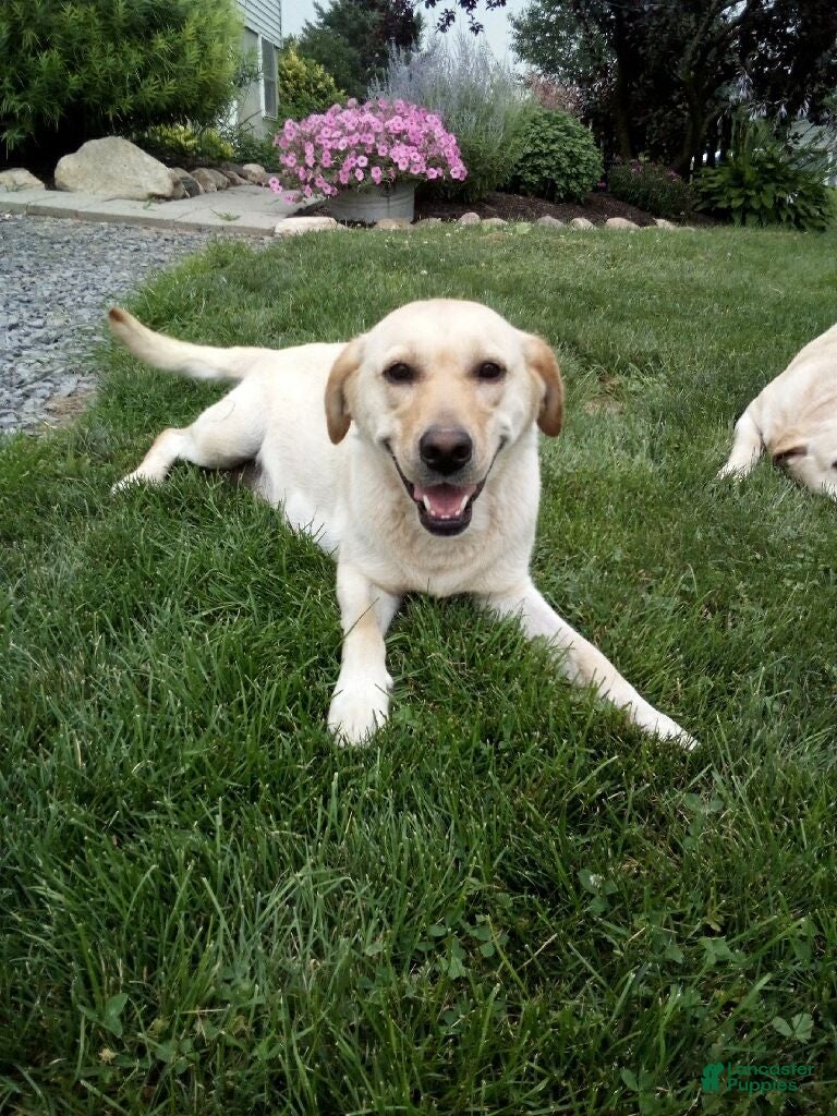 Labrador Retriever dogs Sheba - Ad 2