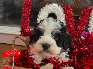 Mini Bernedoodle dogs Bourbon - Ad 35