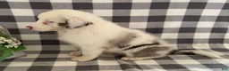 Australian Shepherd dogs for sale: Sasha - Ad 5