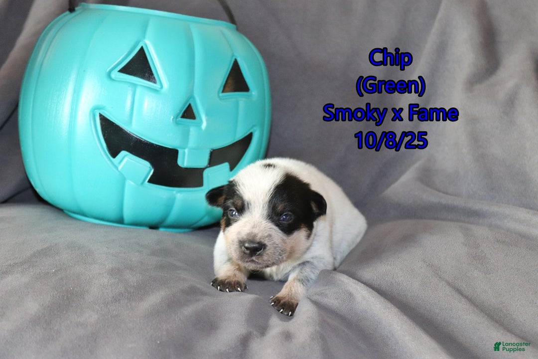 Australian Cattle Dog dogs for sale: Chip - Ad 3