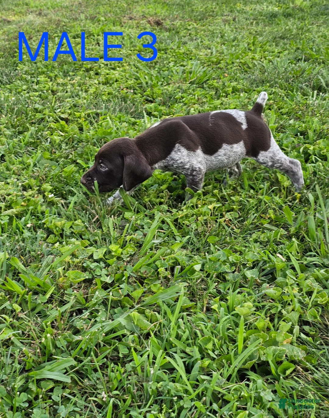 German Shorthaired Pointer dogs for sale: December - Ad 1