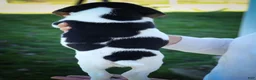 Beagle dogs for sale: Ollie Belle - Ad 18