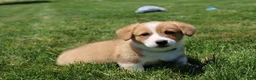 Welsh Corgi Pembroke dogs for sale: Milo  - Ad 7