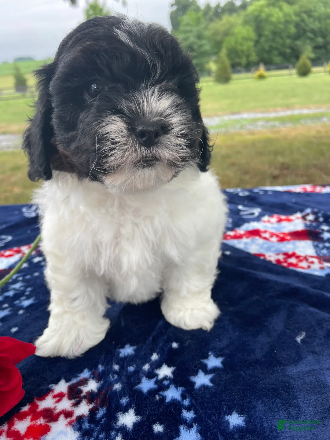 Shihpoo dogs for sale: Shane - Ad 2