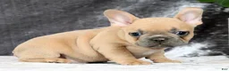 French Bulldog dogs for sale: Buzz - Ad 4