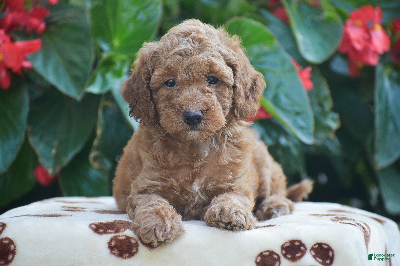 Mini Goldendoodle dogs Tony - Ad 2