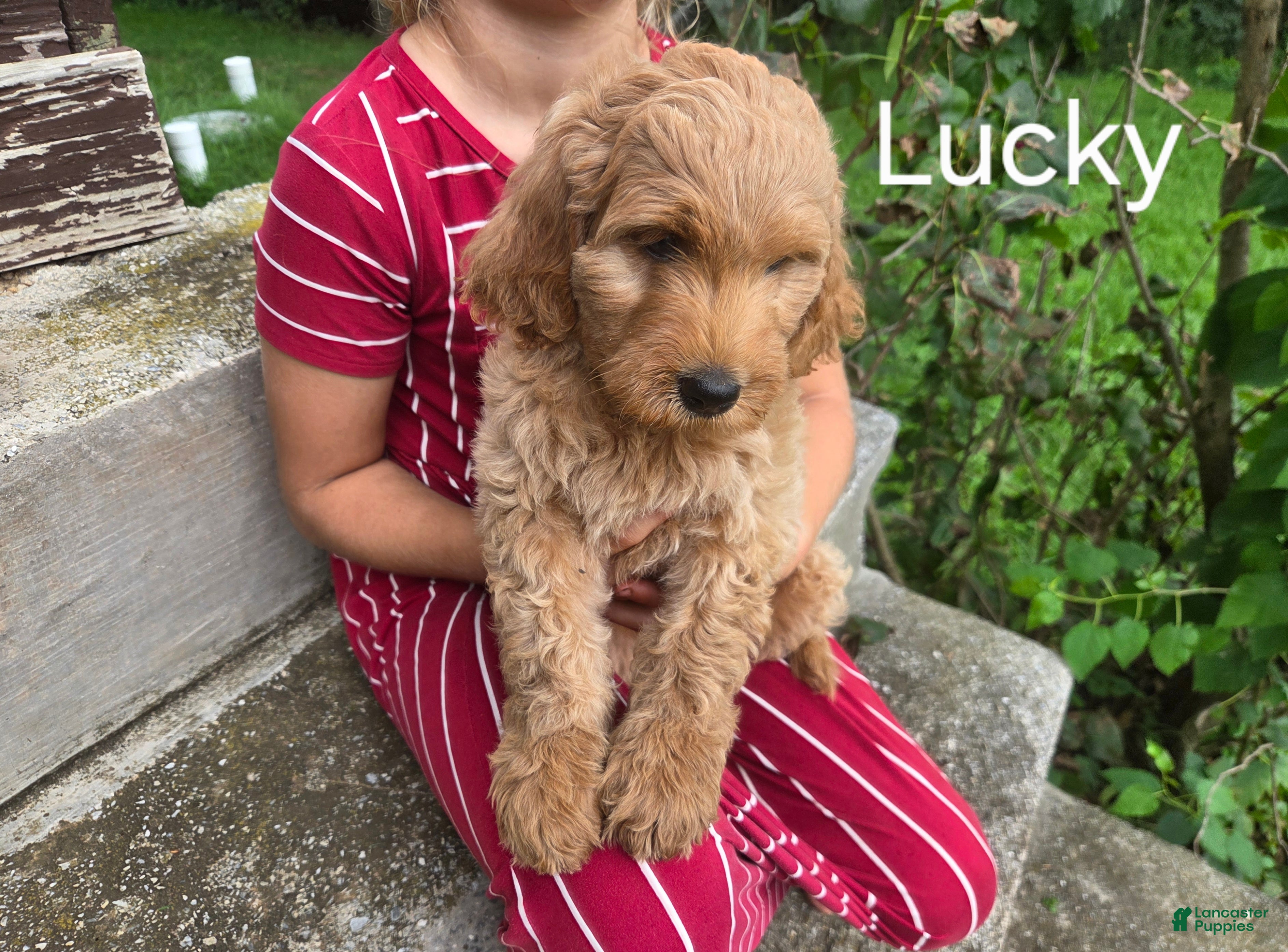 Irish Doodle dogs Irish Doodle 8 - Ad 12
