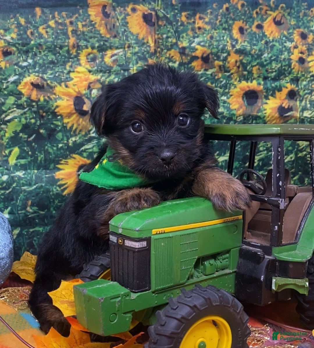 Shorkie dogs for sale: Loki  - Ad 10