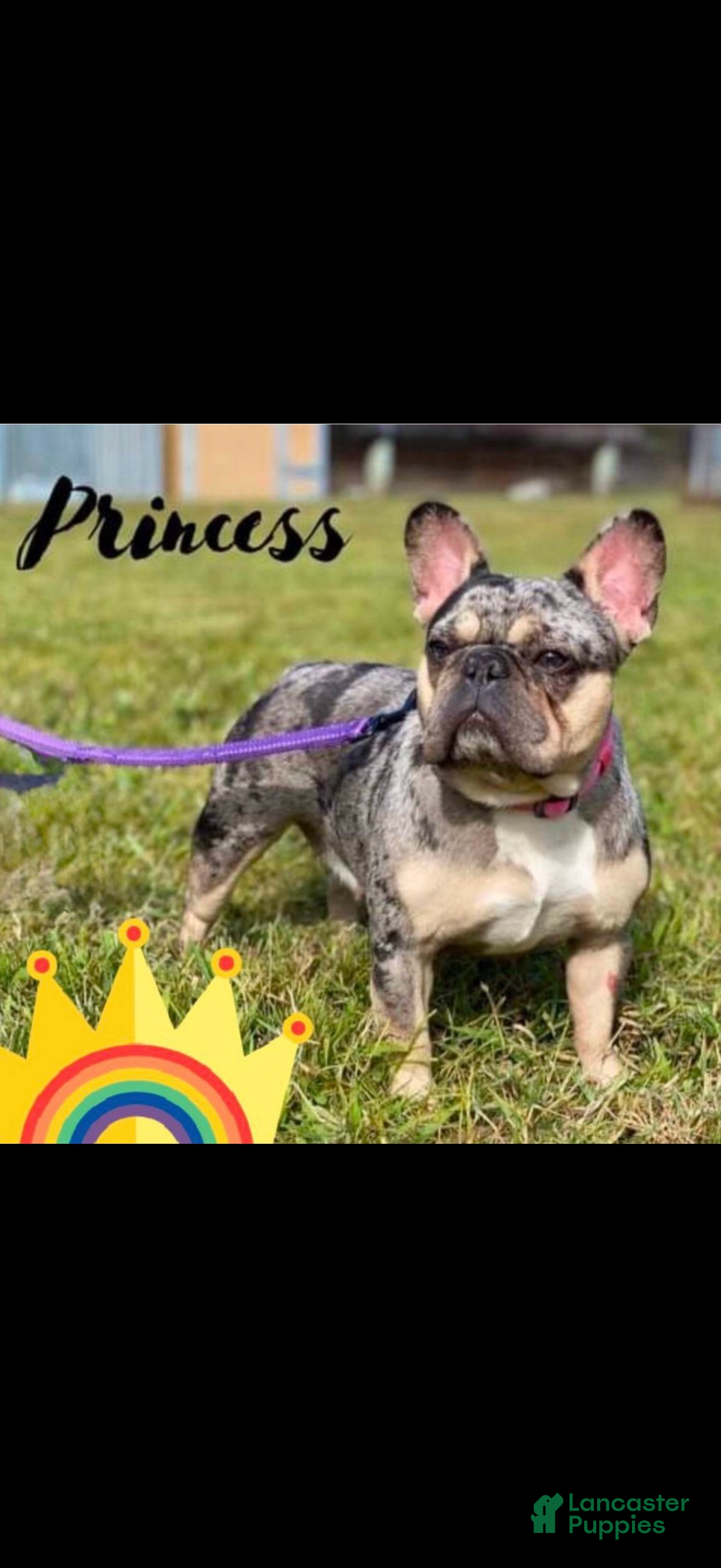 French Bulldog dogs Princess - Ad 20
