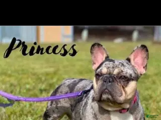 French Bulldog dogs Princess - Ad 20