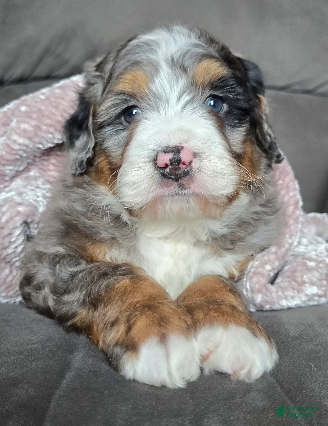 Mini Bernedoodle dogs for sale: Mini Chief - Ad 3