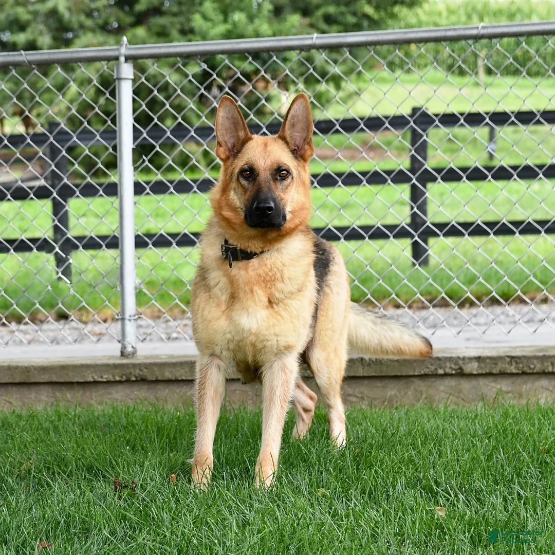 German Shepherd dogs for sale: Unice - Ad 6
