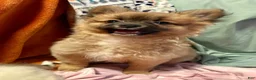 Mixed Breed dogs for sale: Rosebud - Ad 7