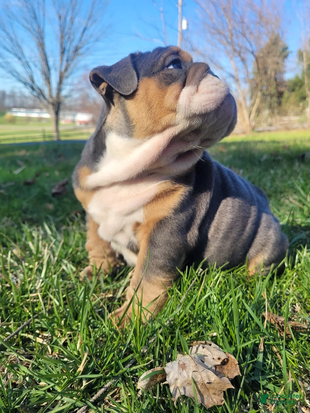 English Bulldog dogs for sale: Buck - Ad 2