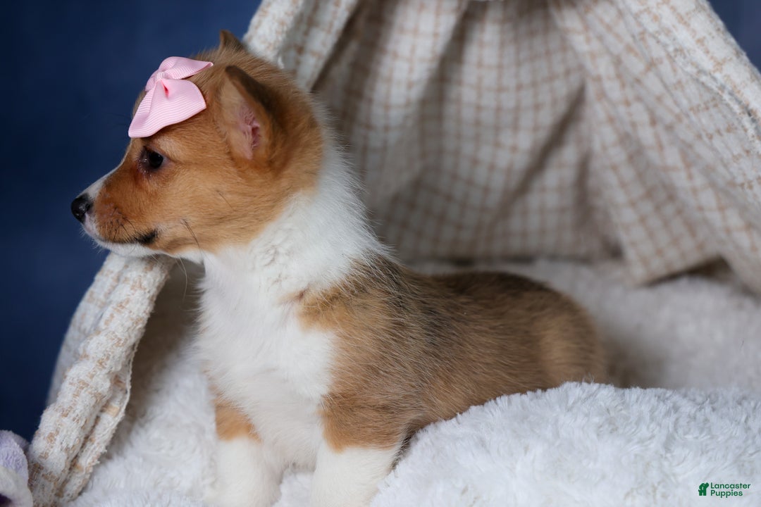 Welsh Corgi Pembroke dogs for sale: Amber - Ad 8