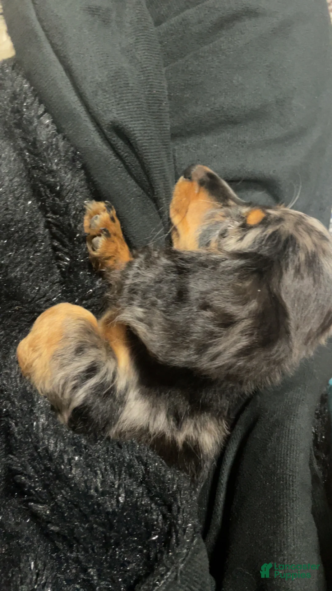 Miniature Dachshund dogs for sale: Jack-jack/theodore - Ad 2