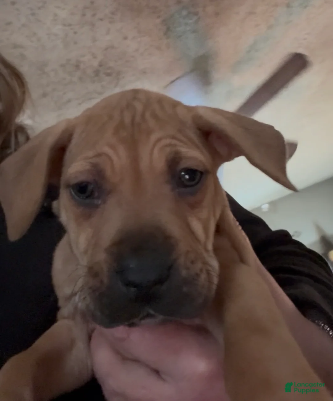 Mixed Breed dogs for sale: Smurf - Ad 3