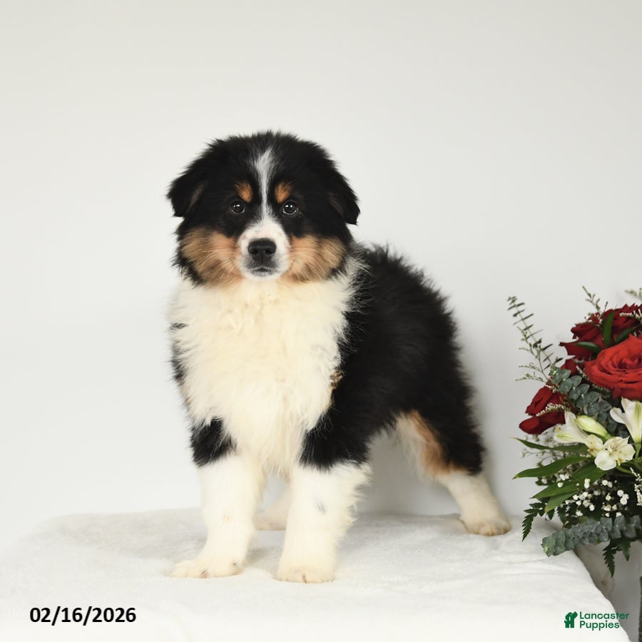 Miniature Australian Shepherd dogs Micah - Ad 1