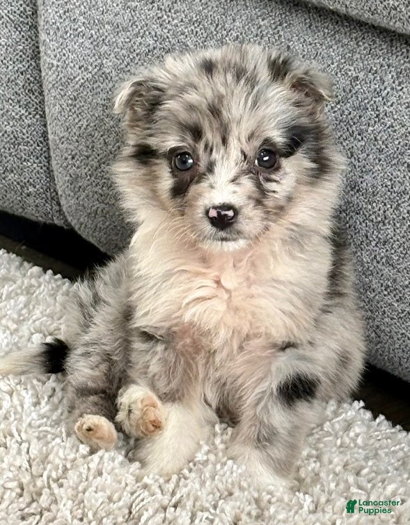 Australian Shepherd dogs Miniature Australian Shepherd Puppy 1 - Ad 1