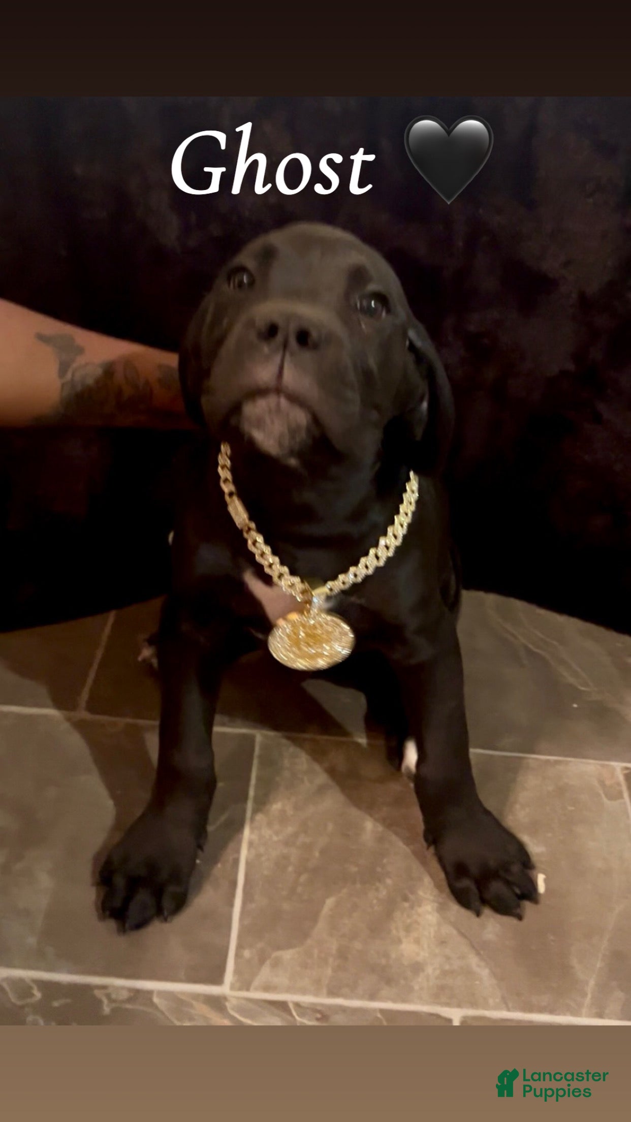 Cane Corso dogs GHOST 🖤 - Ad 1