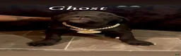 Cane Corso dogs for sale: GHOST 🖤 - Ad 1