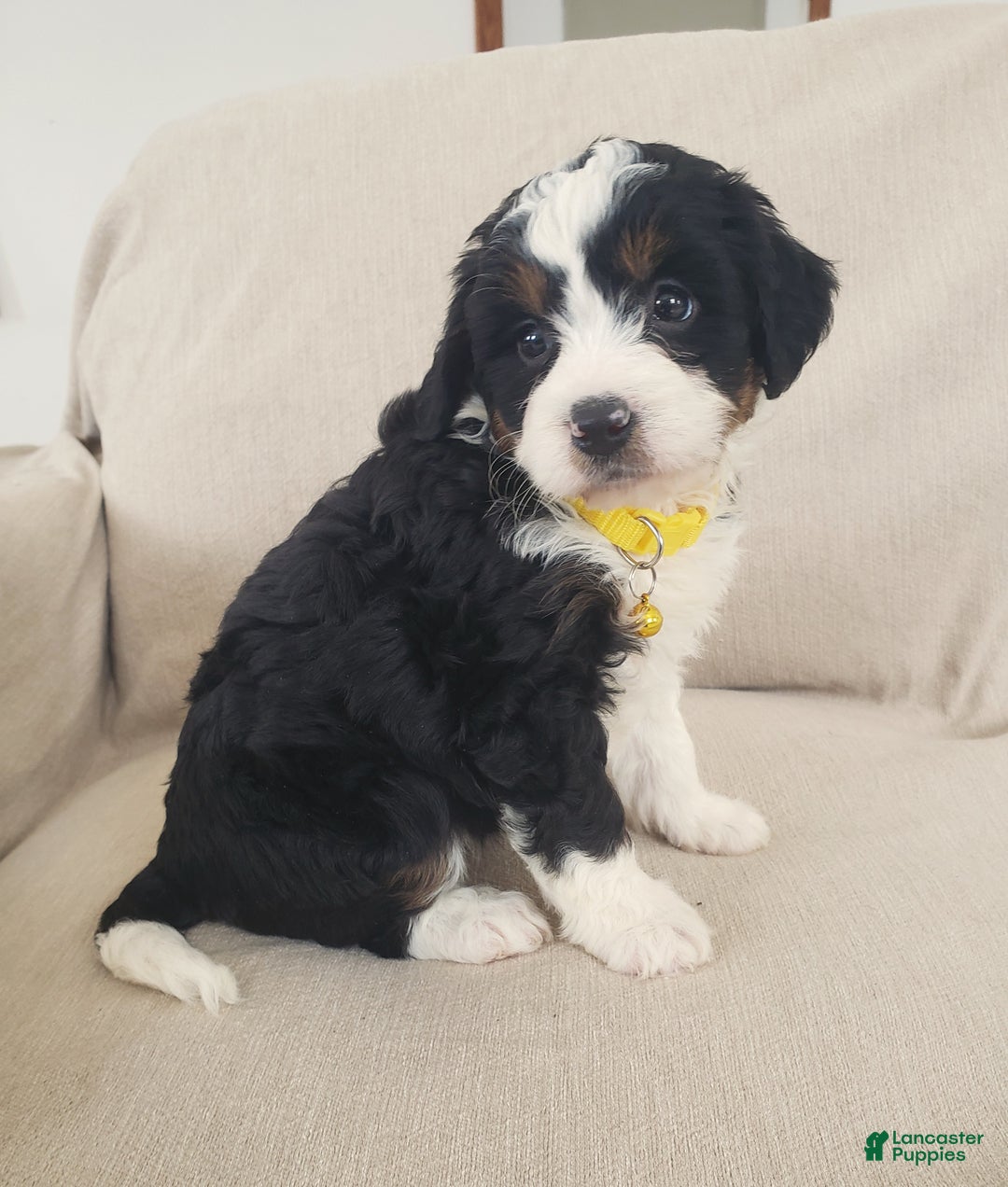 Mini Bernedoodle dogs for sale: Hazel - Ad 3