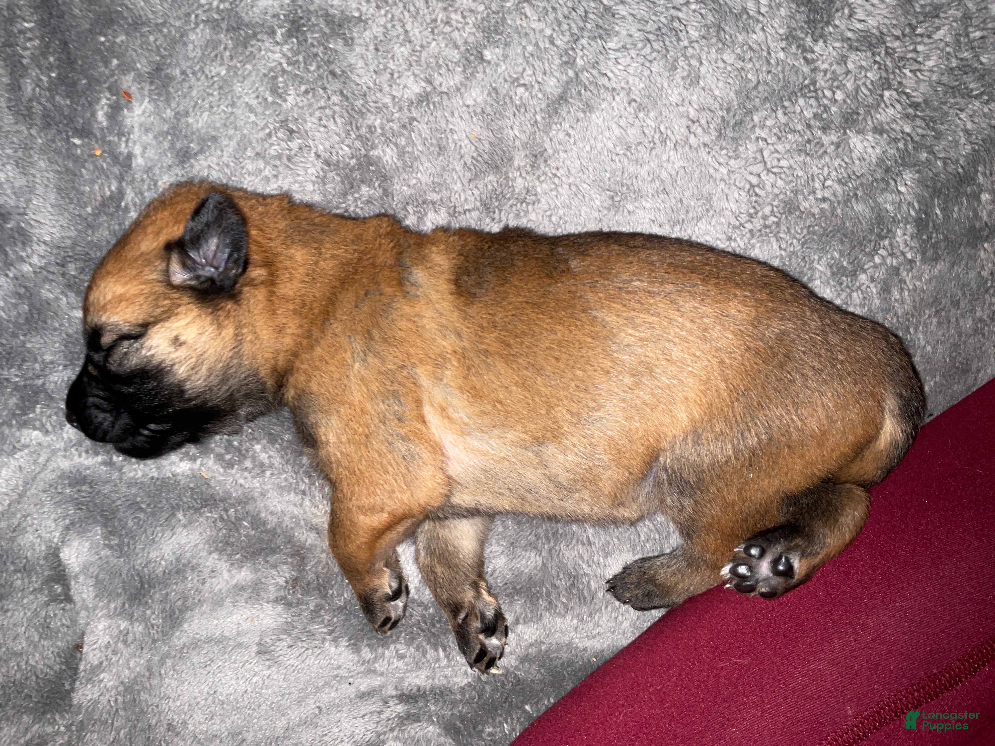 Dutch Shepherd dogs Stella - Ad 17